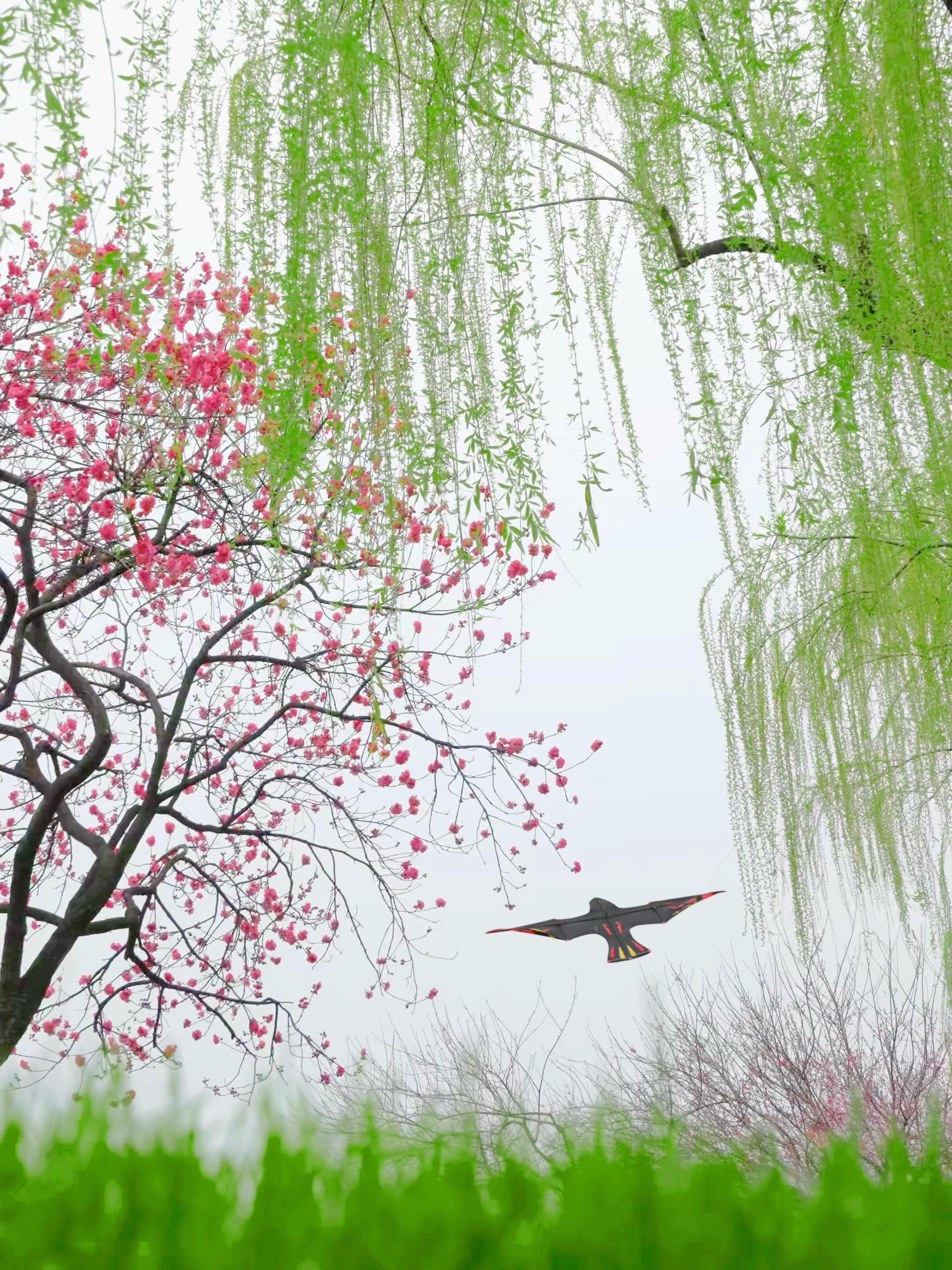 在西湖！拍到了古人诗中的桃红柳绿～ 拍摄于：2026.3.22 西湖的...