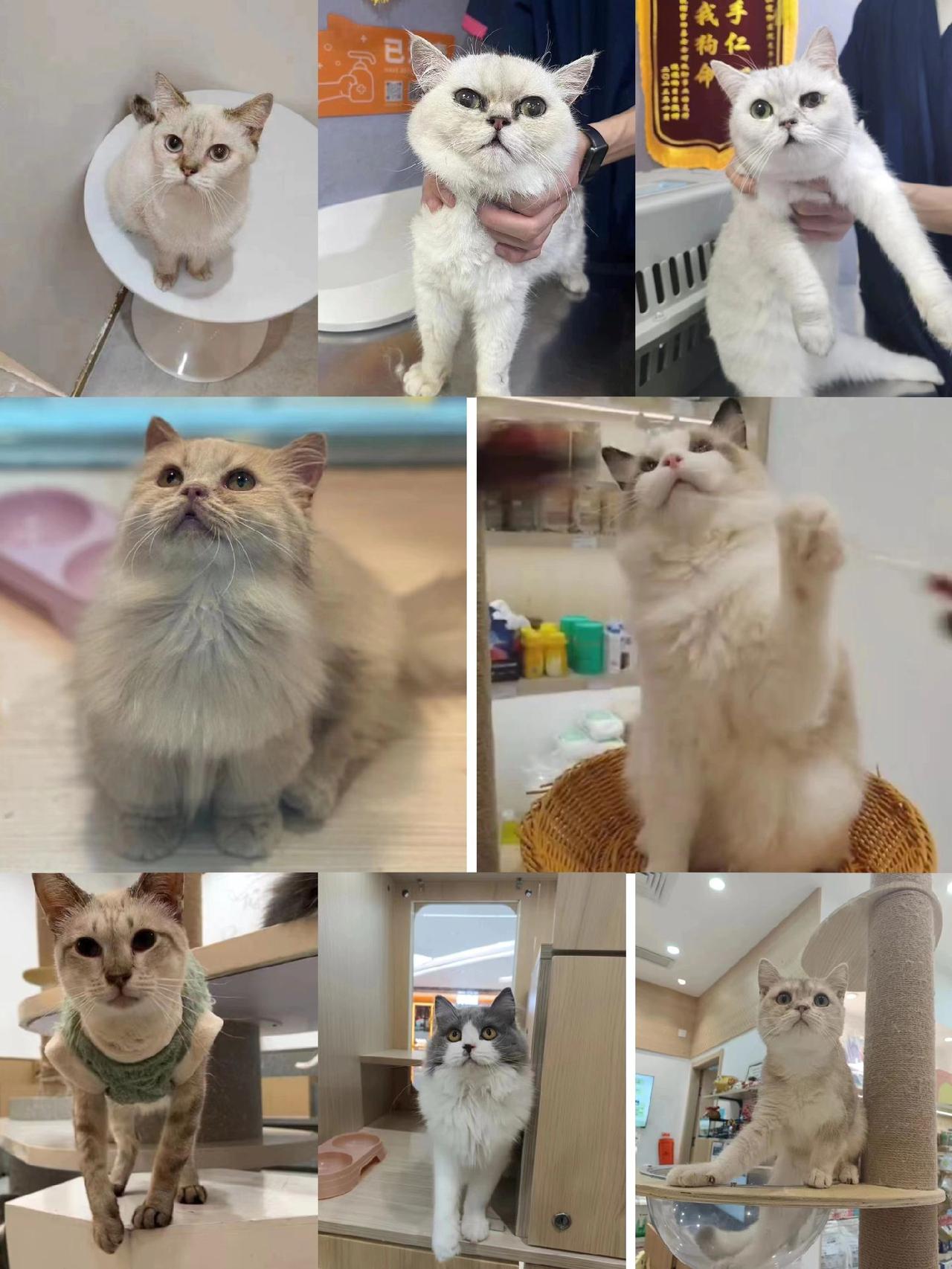 2024年4月24日
紧急找领养，一批猫猫无人要就会被做安乐了。有意向领养联系: