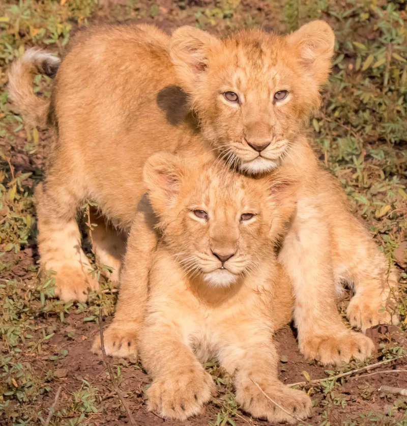 近两个月出生的亚洲狮兄弟。小宝们欢迎来到古吉拉特邦🦁🎉🥳