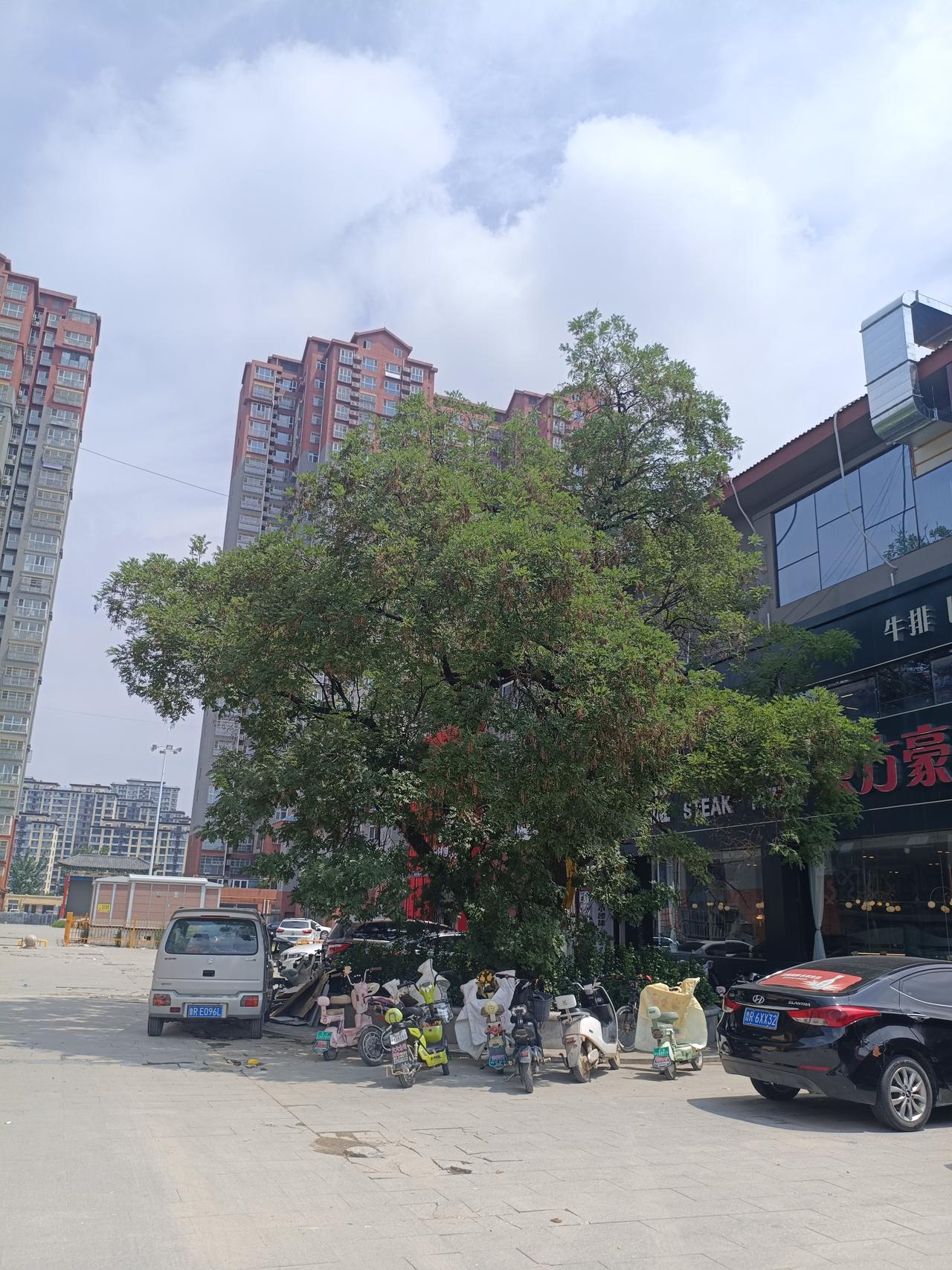 曹县东关古槐
2026年7月18日拍摄