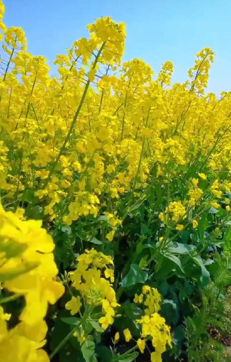 我以前也爱发朋友圈，现在不发了，因为身边的人都嫉妒，不服气，你发一个开心的，他说