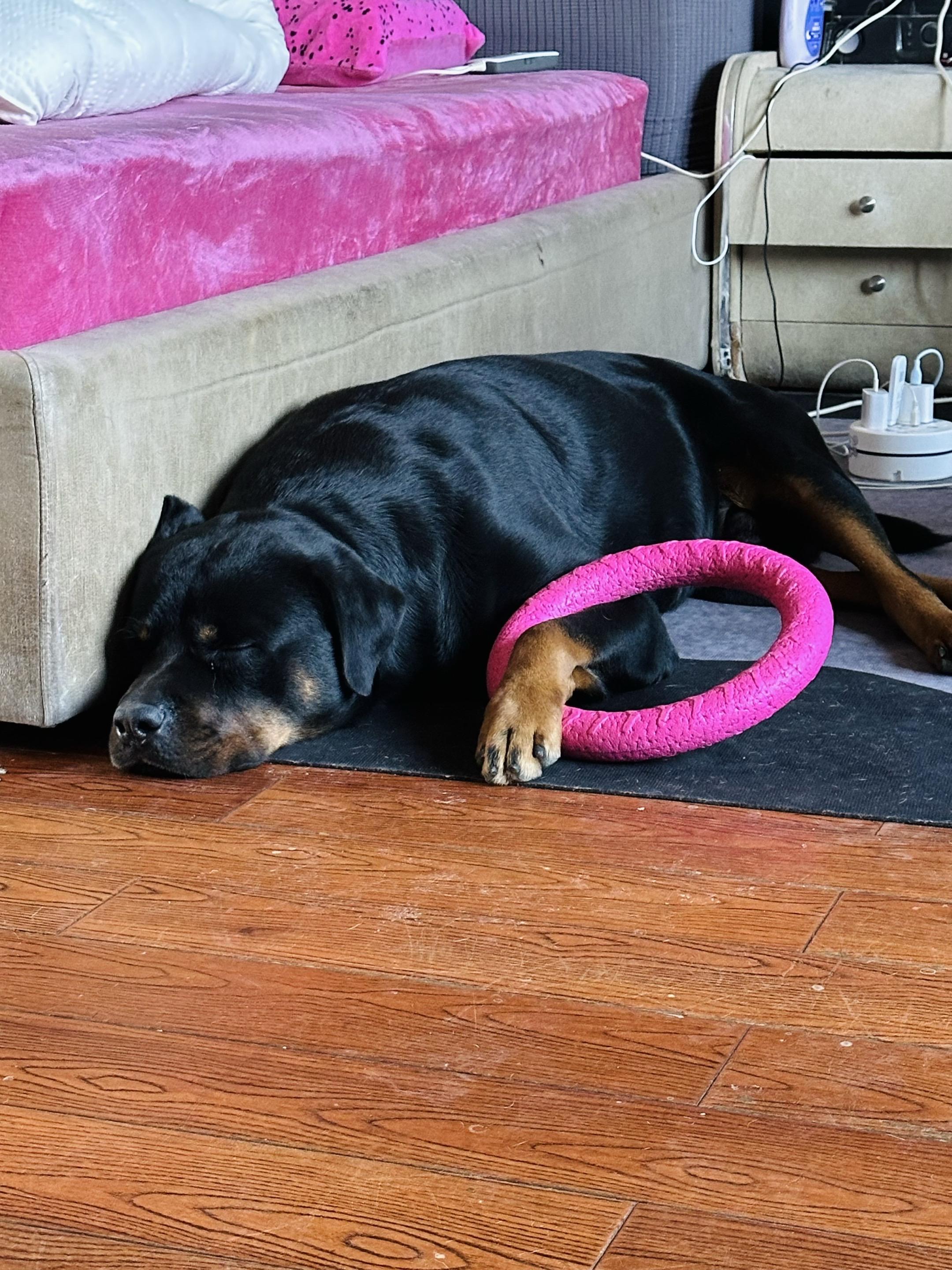 睡觉也搂着他的玩具