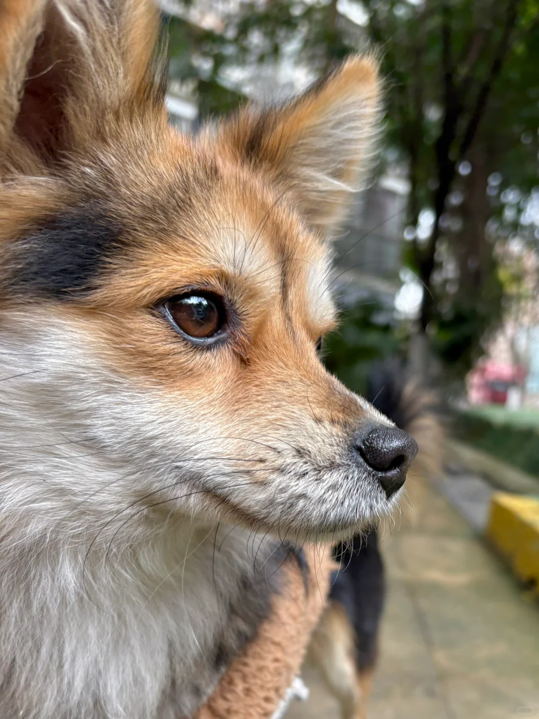 黑ｄｅ衣坚持嘚第五天