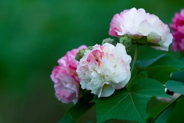 虞美人（舒亶）
芙蓉落尽天涵水，日暮沧波起。背飞双燕贴云寒，独向小楼东畔倚阑看。