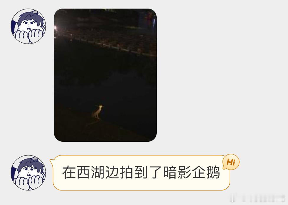 鸟粉投稿 西湖边上的【夜鹭】借着灯光捕鱼，干饭也是很努力了！ ​​​