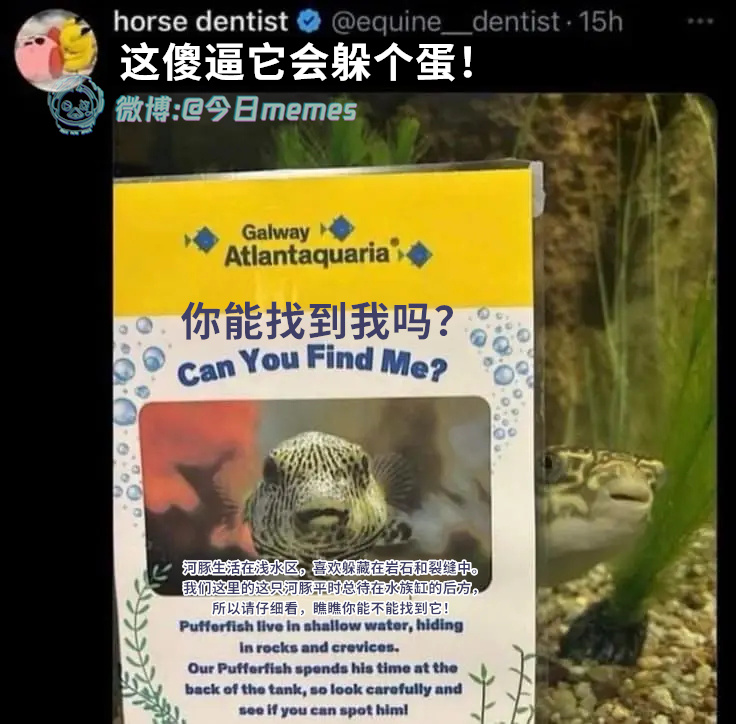 我没喊开始（euine_dentist）今日meme 今日memes