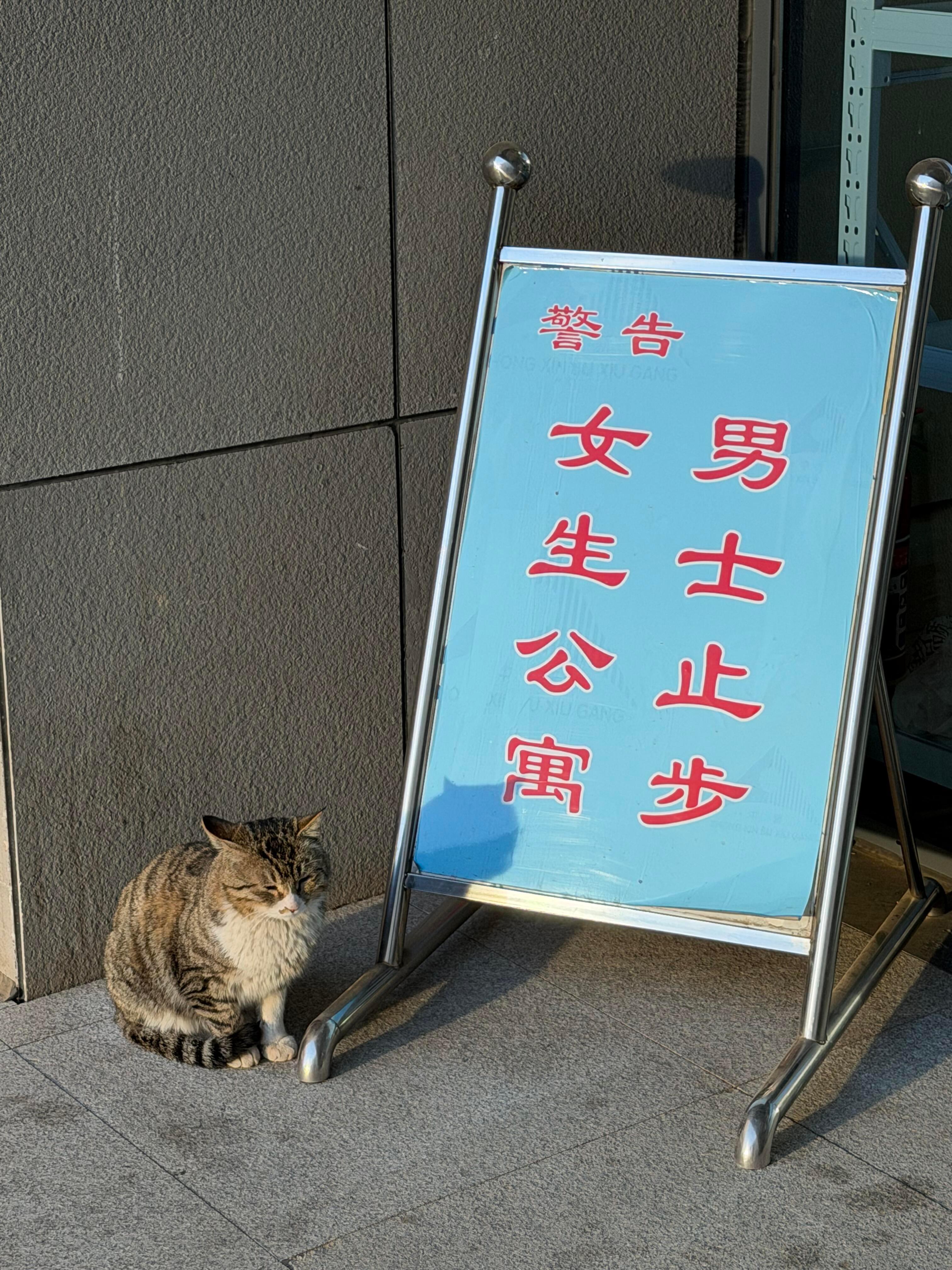 宿舍前碰到的一只很有边界感的咪