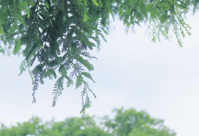 汉江路的初夏，宛如一幅绚丽的画卷。街道两旁的树木郁郁葱葱，嫩绿的叶子在微风中轻轻