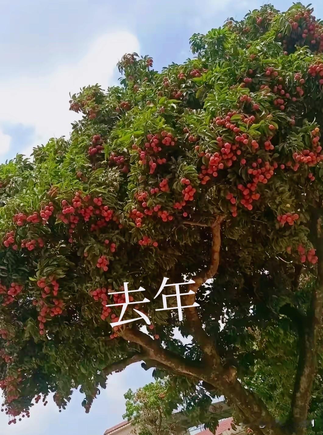 30元一斤的桂味荔枝，我掉头就走。

去年3元一斤，今年30元一斤，太离谱！我还