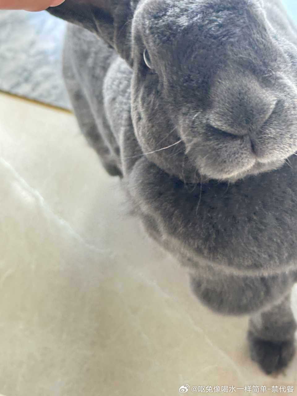14311🐇【大象】要给象吃点什么 