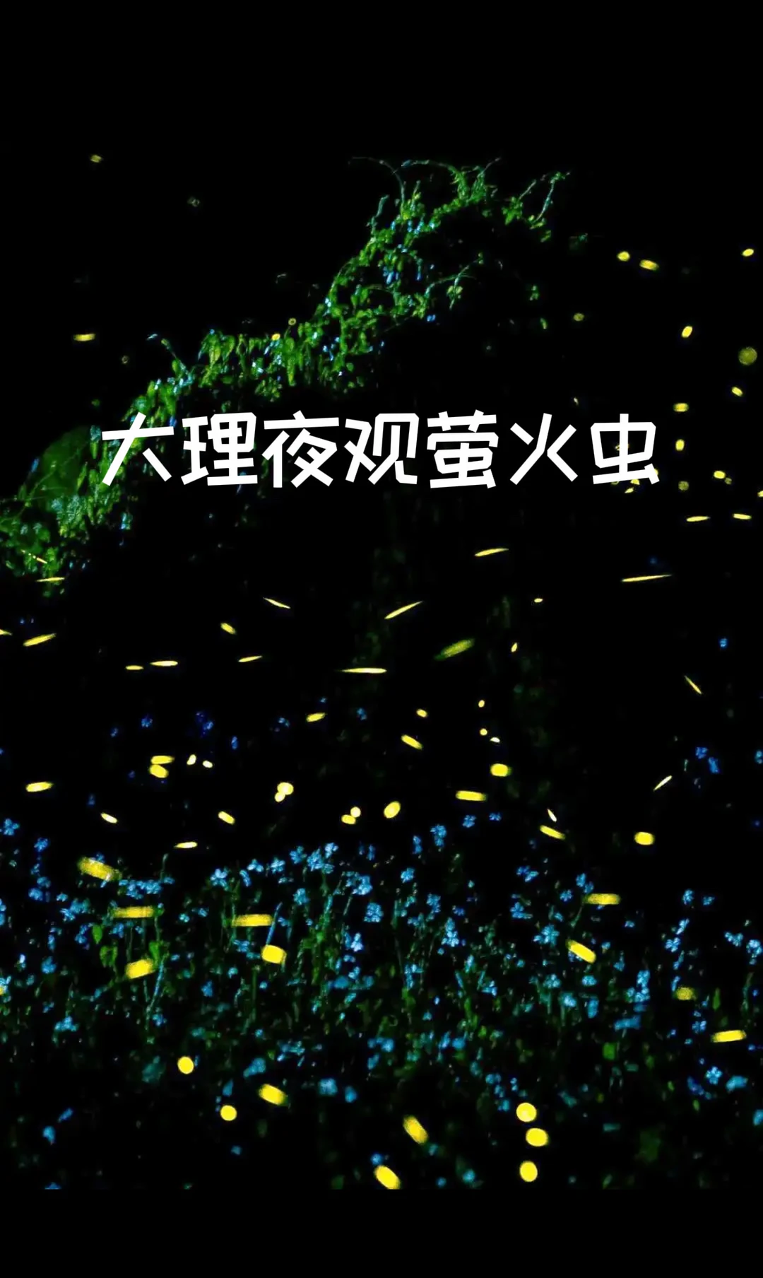 大理夜观萤火虫活动开始啦