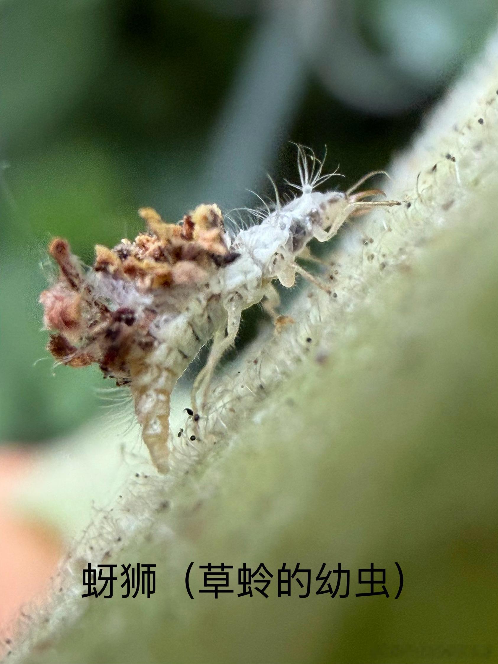 今天端午，慈云寺旁边一路向上走，路边不少构树，干脆调查一下哪些虫子拜访构树——构