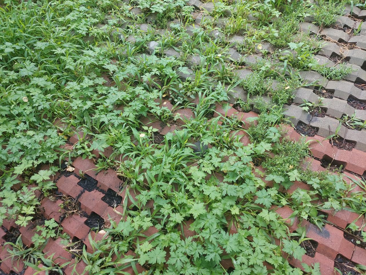 今天我是钟点工、跑腿工和最操心的那个人。

一大早给老妈家收拾一半，我就出发上班