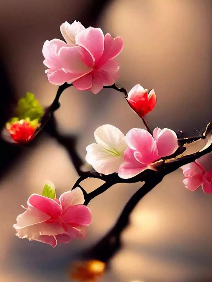 🌤²º²⁶/₁.₆꙳⸜🚗⸝ໍ 𖥧𖥧🍑 ꃅꍏᖘᖘꌩ🍁

人这一辈子，