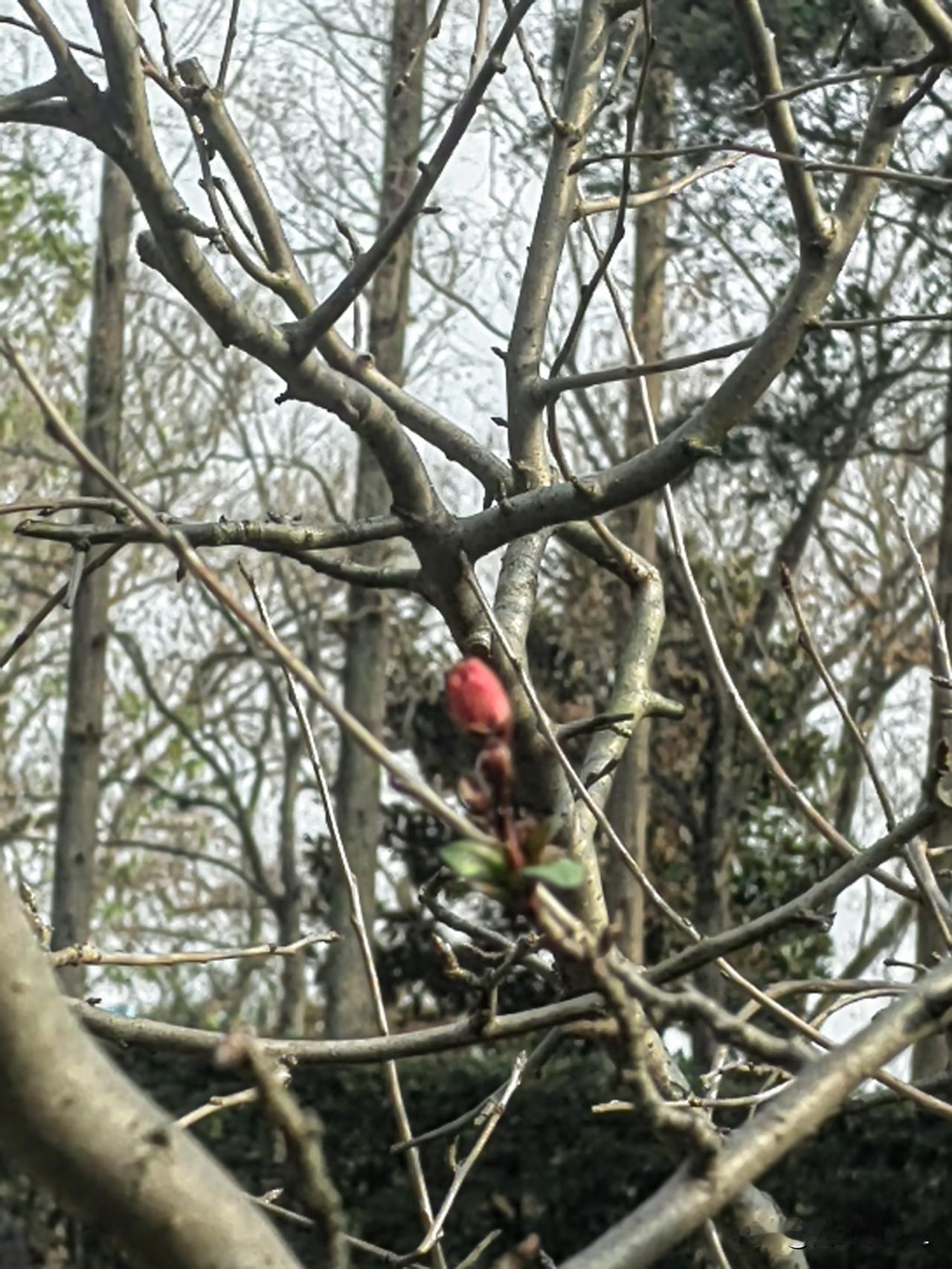 冬日暖阳下，一抹红艳绽放在枝头。