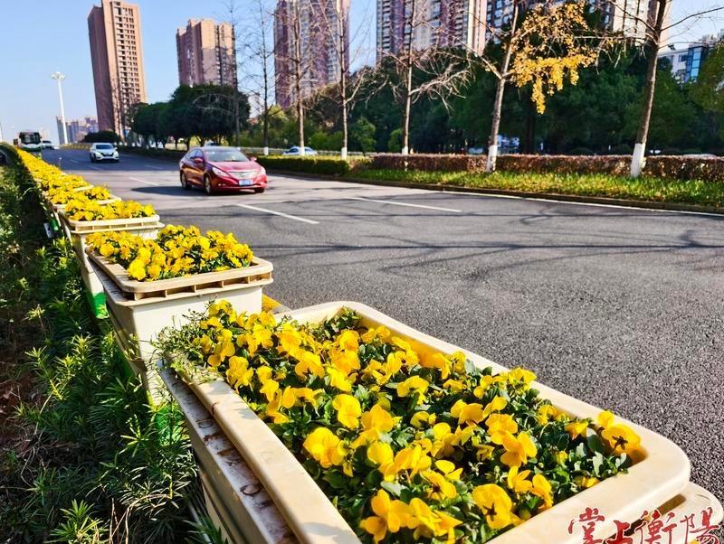 【万紫千红！华新立交桥披上俏丽“冬装”】为了喜迎马年新春，连日来，华新立交桥悄然