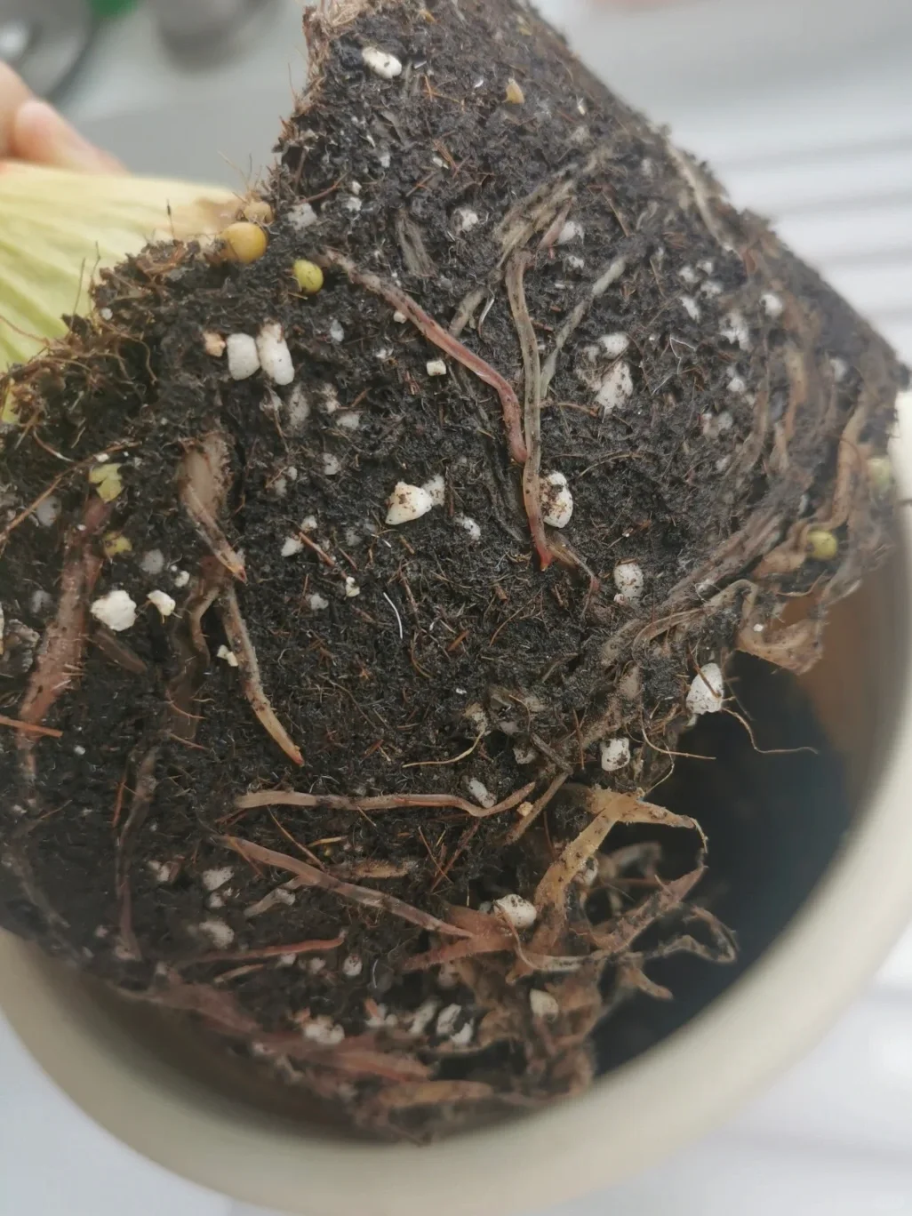 元素配平：植物根系泛红，或土面结晶要注意了
