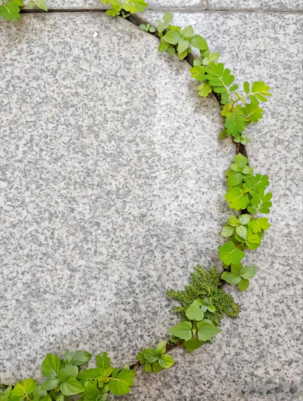 “裂开的伤口 结出一道春天的痂”
春天的花盖住了马路上的痂……
礼赞生命[祈祷]