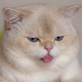 小鸡最爱体育