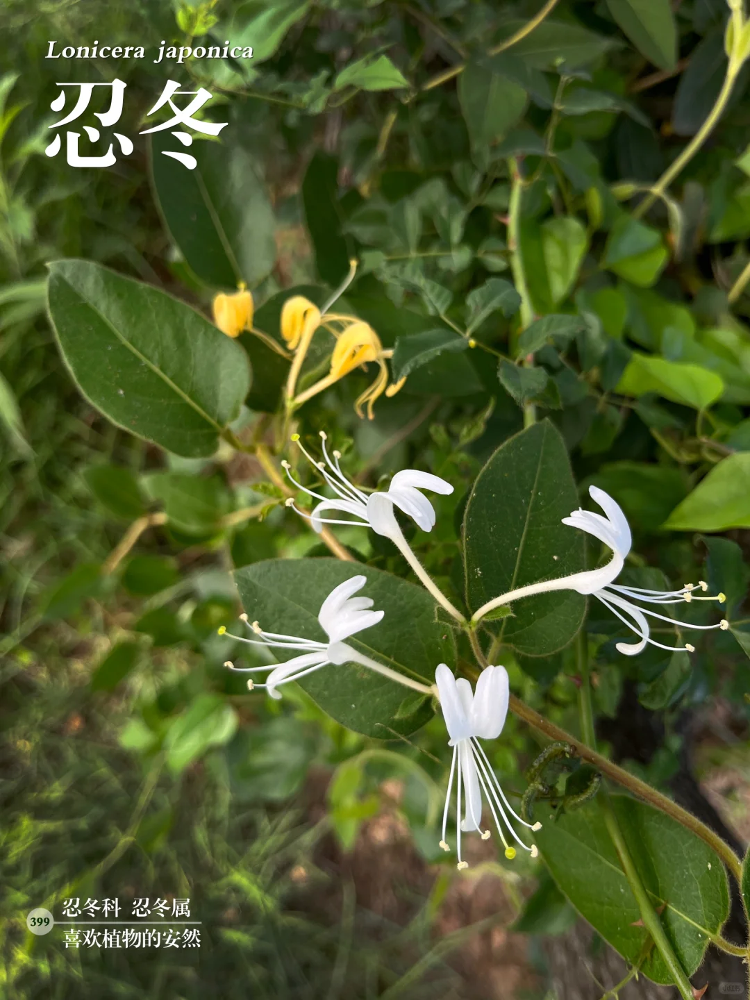 福州植物打标399｜素雅清新的忍冬