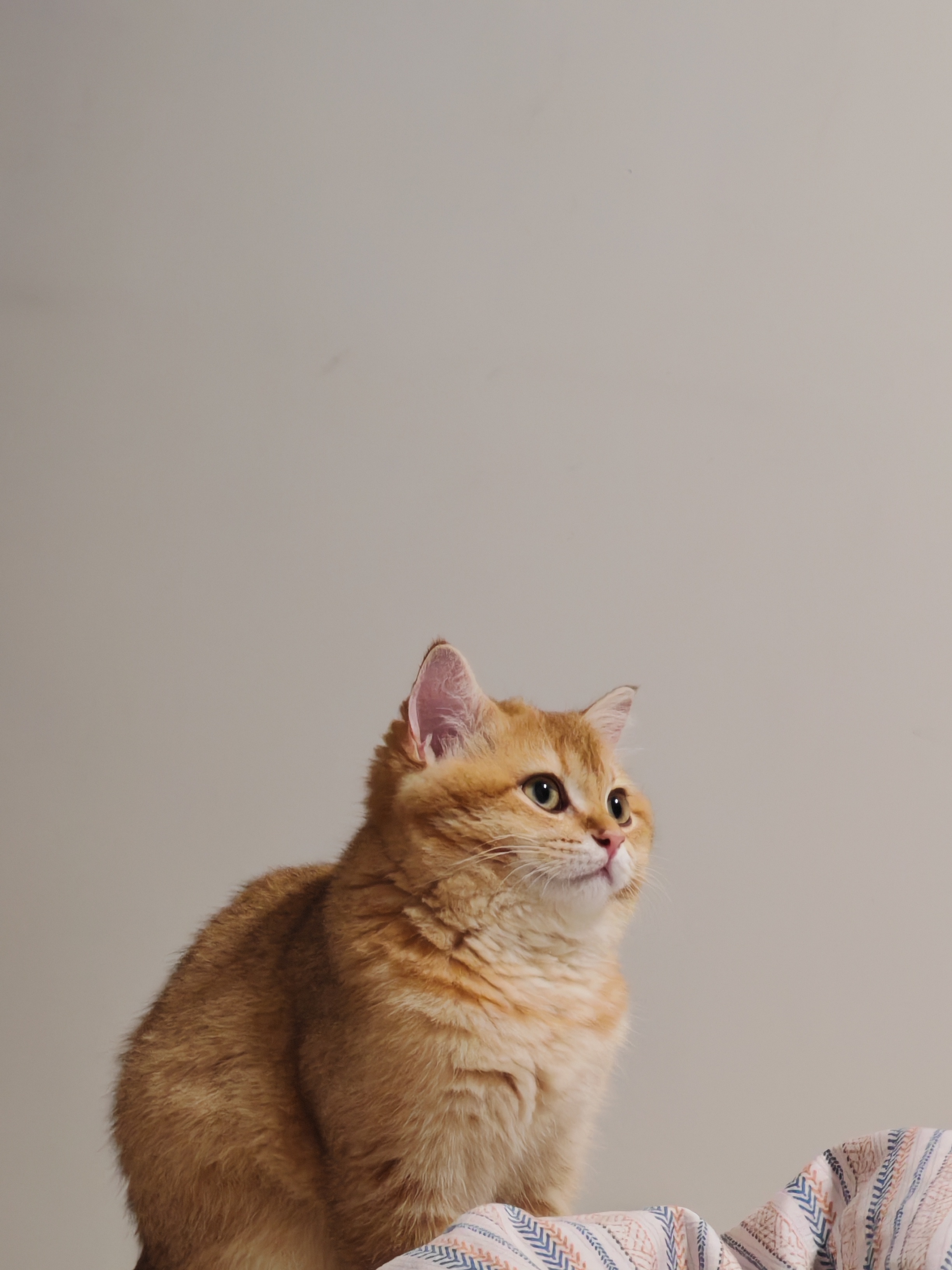 开灯看到小帅哥元宝猪喵我的日常plog猫咪摄影睡姿宠物写真 关灯听书睡觉最晚十一