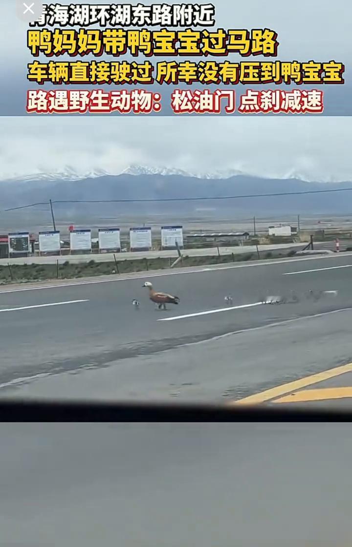 青海湖环湖东路附近，鸭妈妈带鸭宝宝过马路，车辆直接驶过，所幸没有压到鸭宝宝。路遇