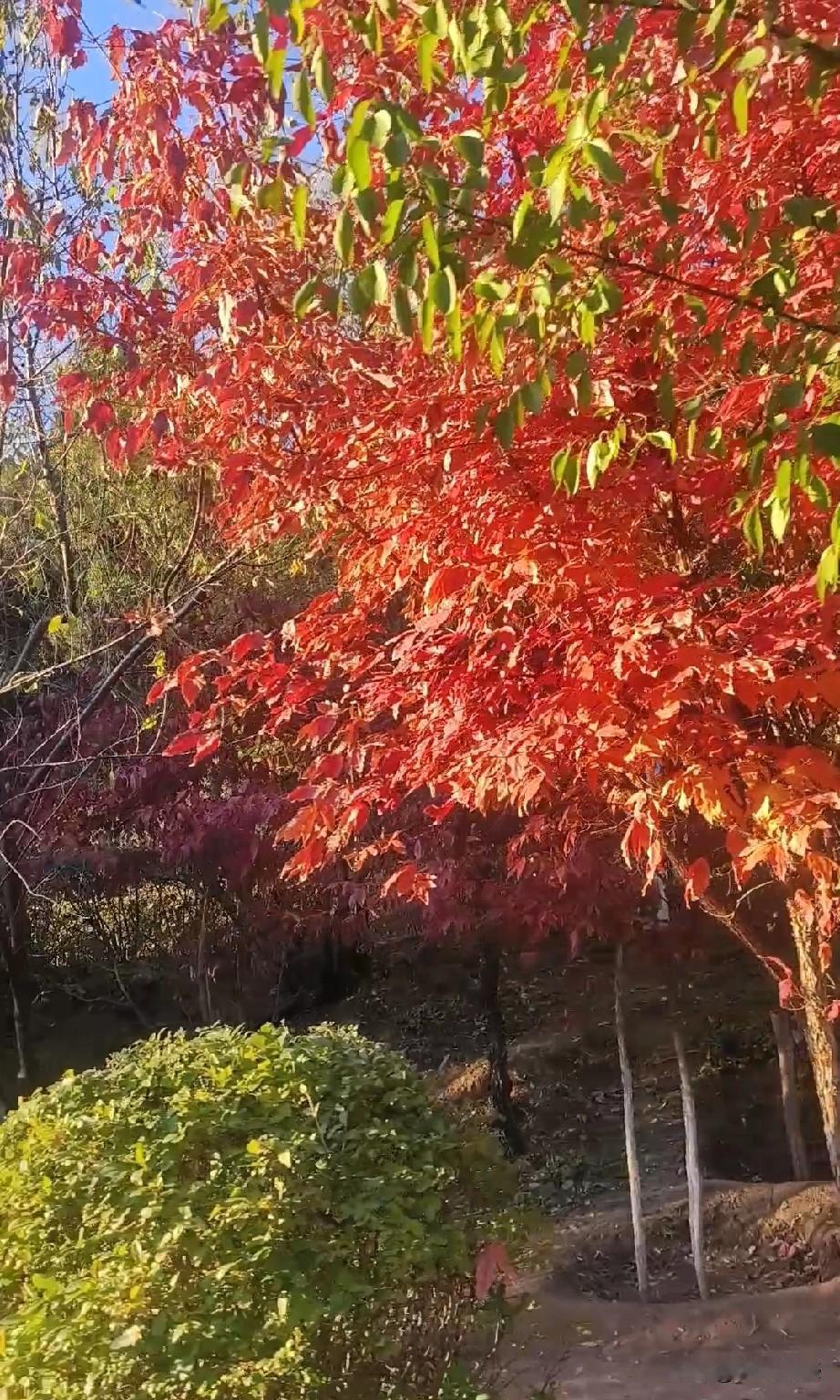 “莫道男儿心似铁，君不见，满山枫叶，俱是离人眼中血！”这段话是在我年轻的时候，在