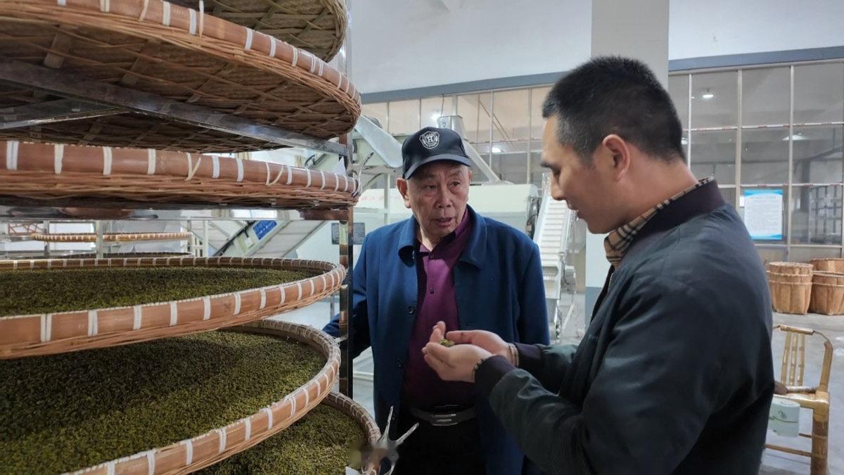 宁波小山村靠一片白茶实现增收致富 宁波奉化大堰镇三兴村曾是贫困村，2001年人均