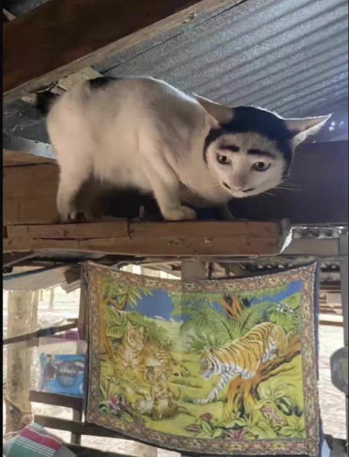 看到它之前我一直觉得猫能丑到哪里去... 