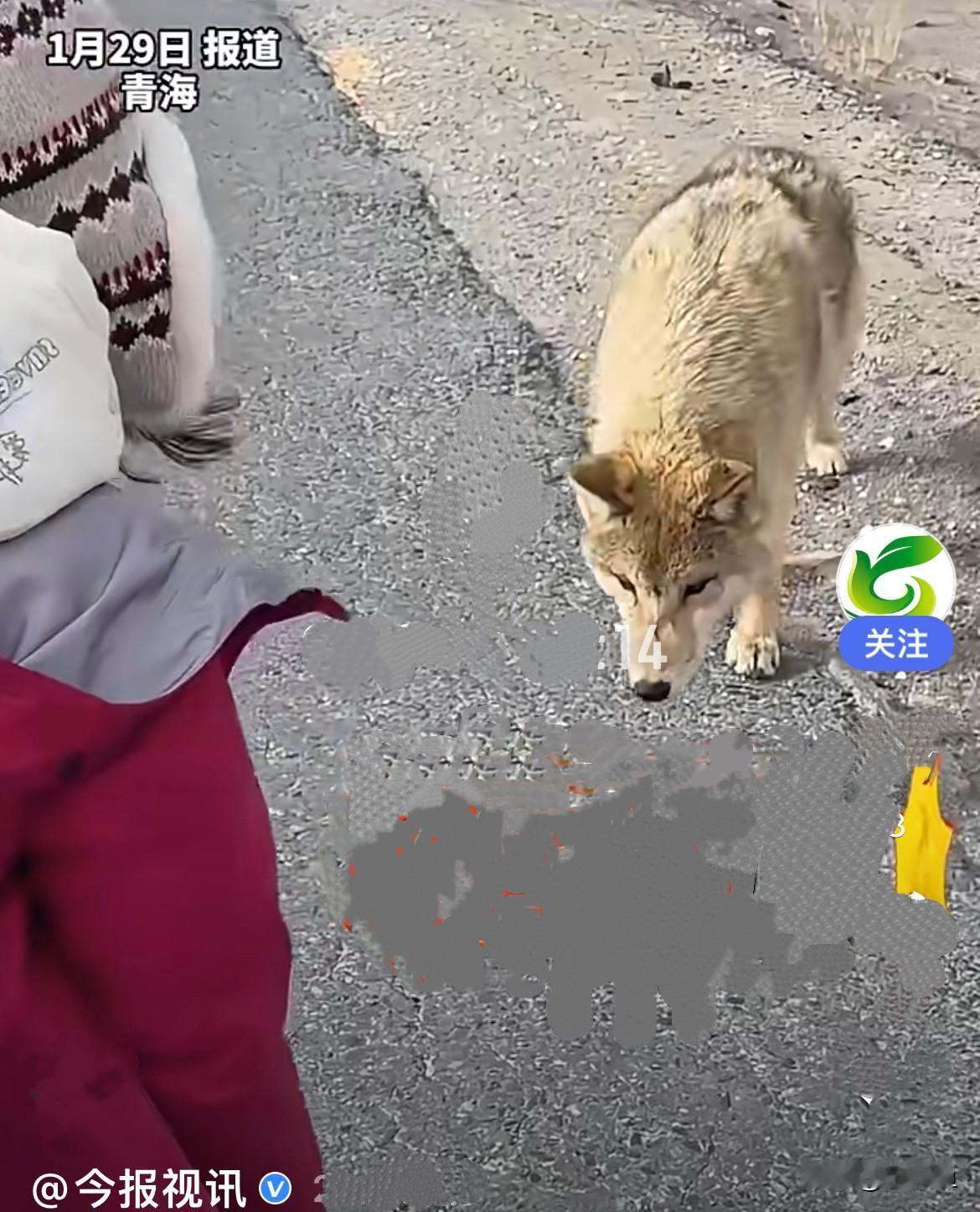 近日，青海玉树一6岁孩子在可可西里近距离的给狼投喂火腿肠，投喂成功后还露出开心表