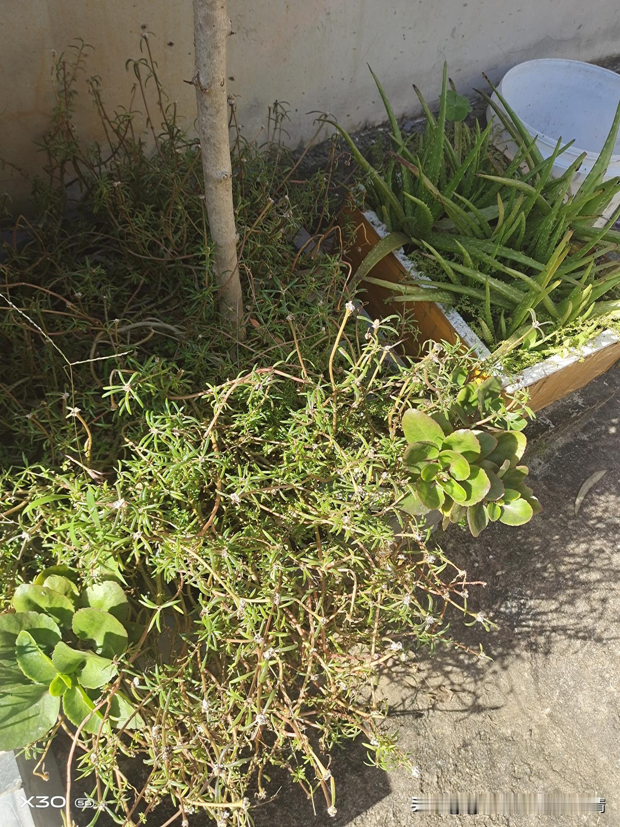 请你对下联 下联：赏梅兰竹菊情
赏析：这幅下联以“赏”对“踏”，动作相谐，展现悠