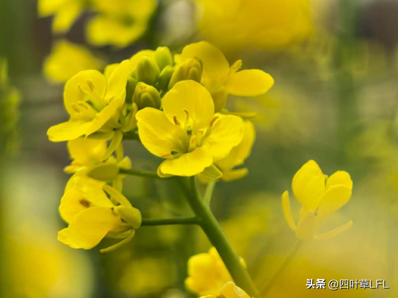 黄花开满枝，春意满人间，好喜欢这生机勃勃的景象，美不胜收，令人陶醉其中。