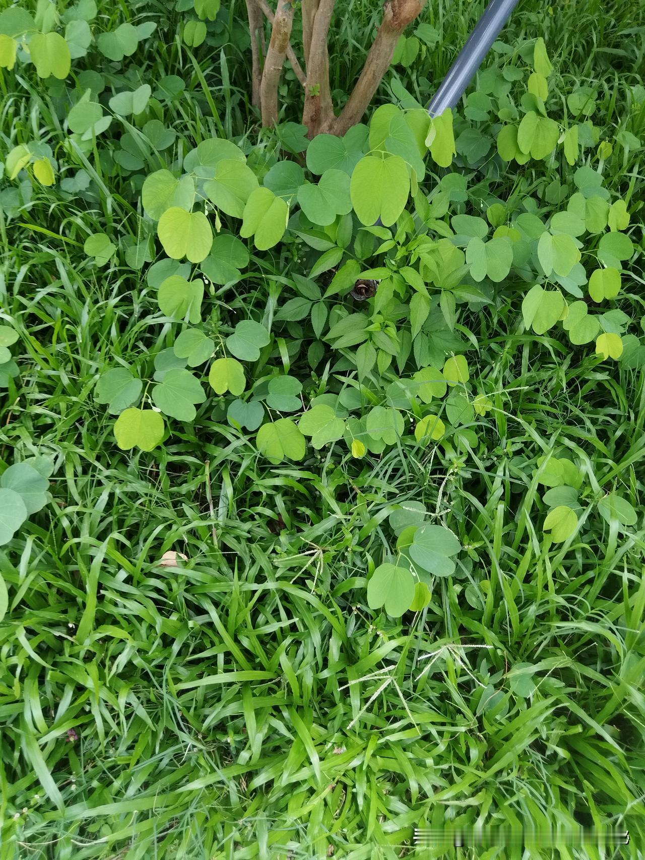 分享花草树木照片小草虽小，生命依旧坚强活出自己的光。