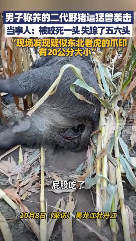 “太吓人了！”黑龙江牡丹江，一男子在村外养了一群“二代野猪”，这天他去查看时，发