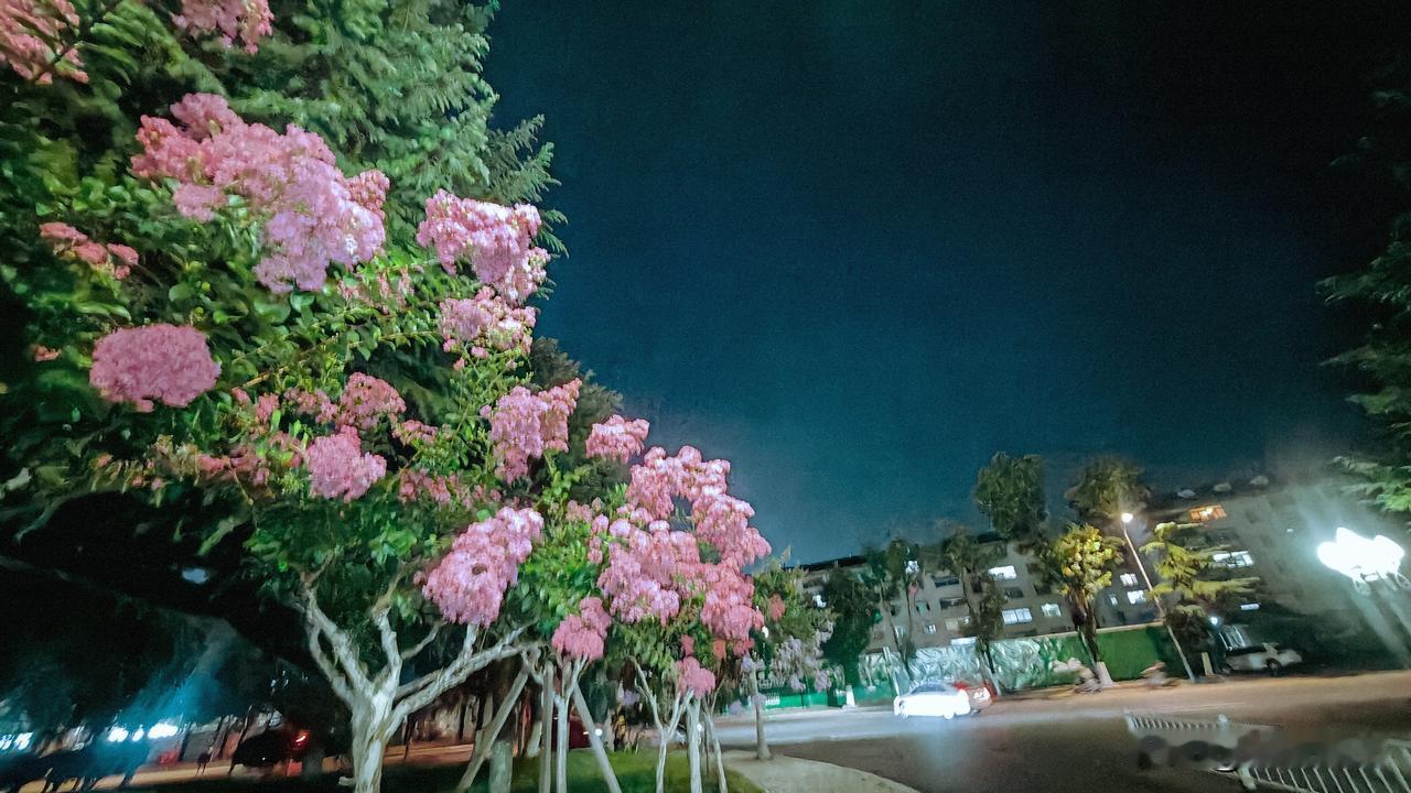 夏日生活打卡季路灯映照下的紫薇花