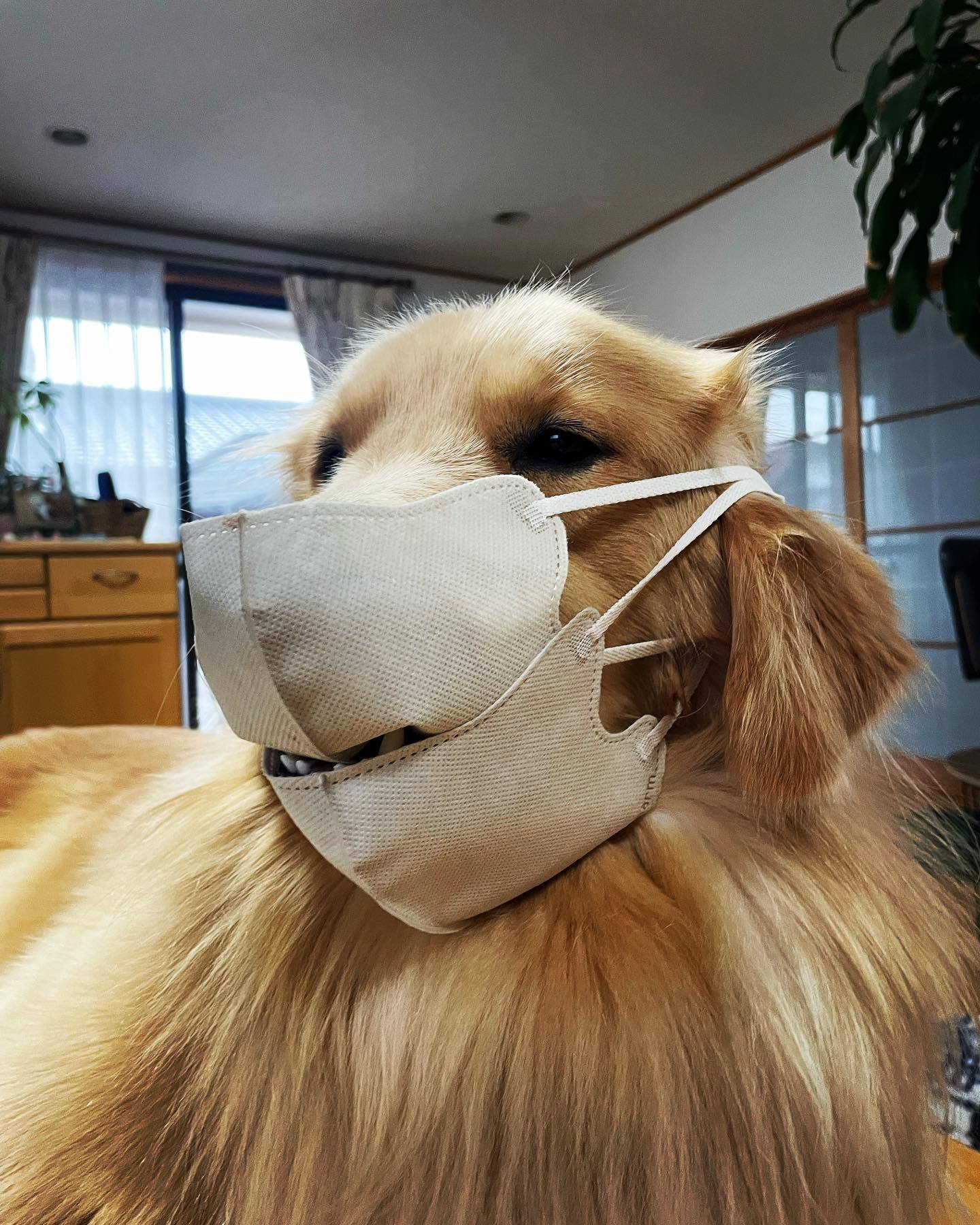 最近甲流流感严重，大家照顾好自己奥！ 