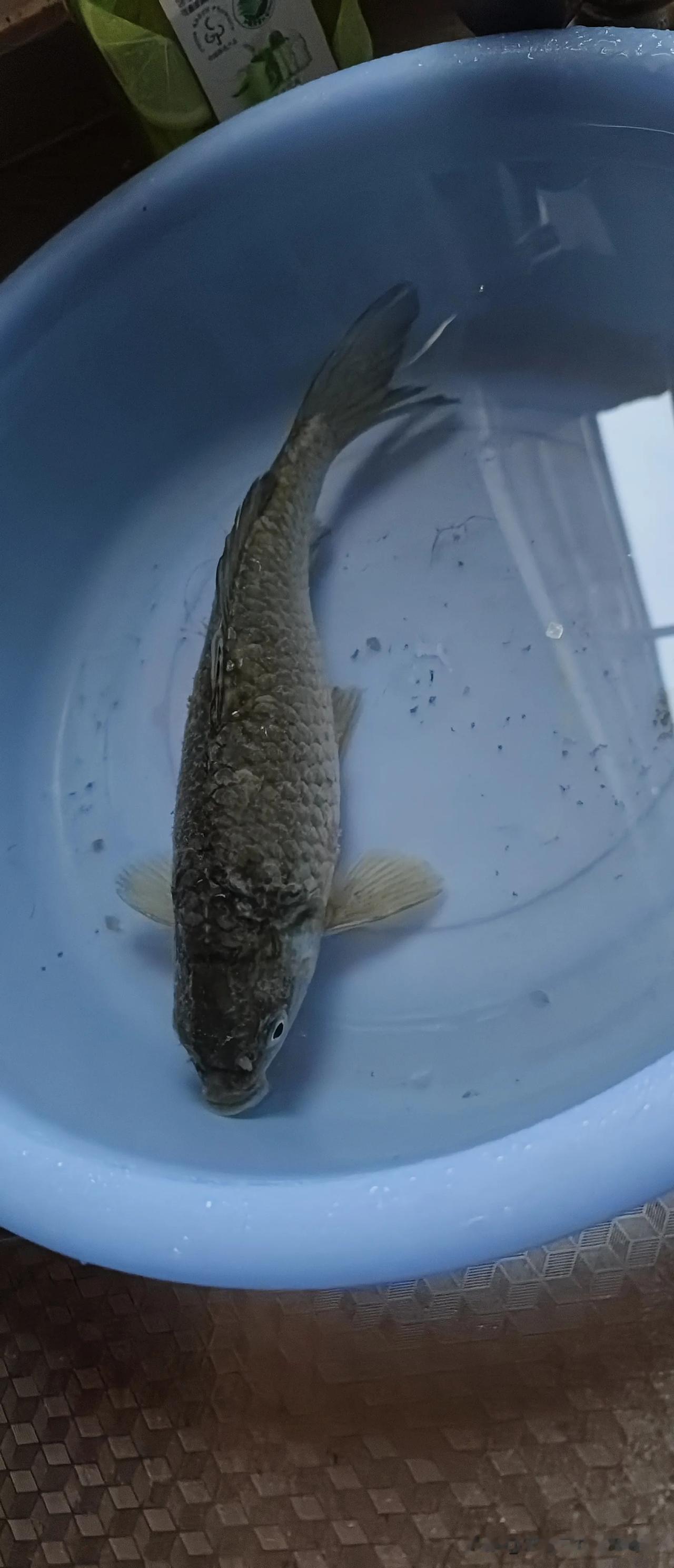 这是我抓的鱼，我抓的蟹，我抓的乌龟，我拍的夕阳