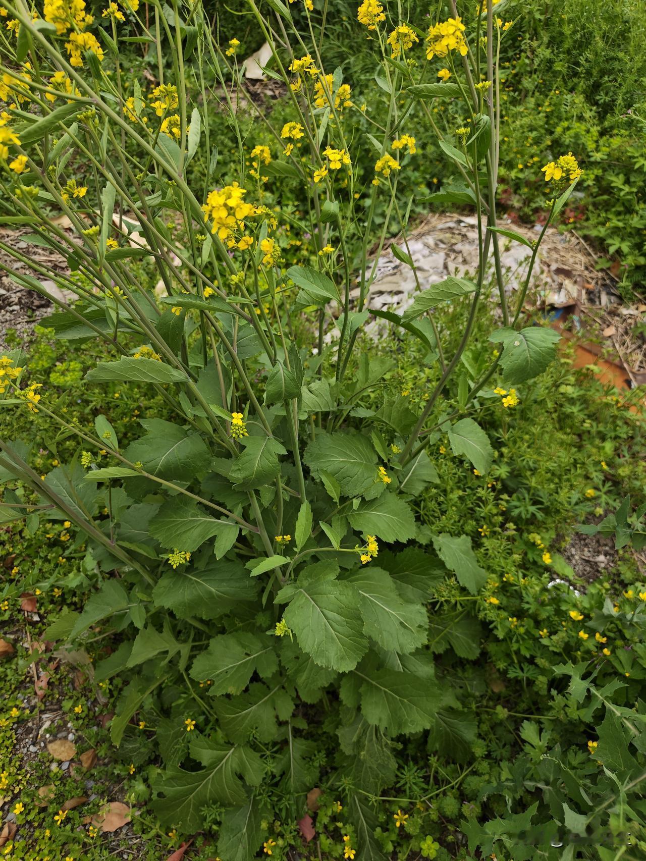 晒图笔记大赛这野生的荠菜，从无人浇灌，无人照料，扎根在路边贫瘠的泥土里，挨着尘土