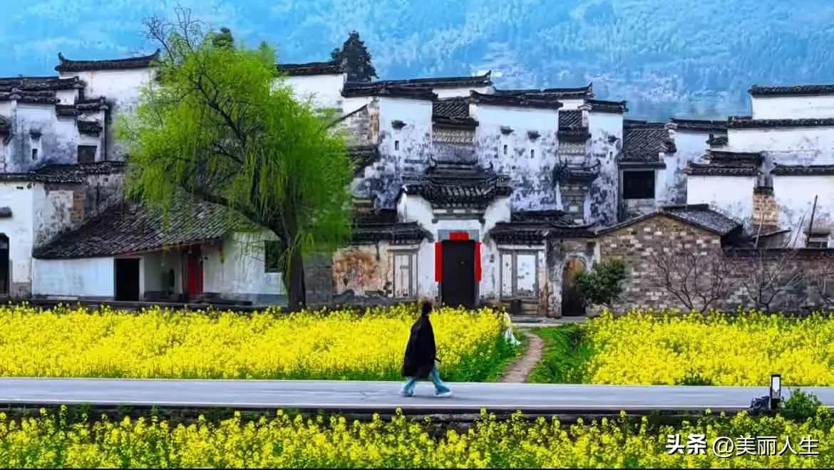 你刚好盛开，
我恰巧路过
你赠我满心欢喜，
我定格你满眼春色
你好 陌生人