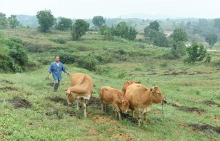 1971年，甘肃新城地区，一位牧民正赶着牛群放牧。行进间，领头的公牛突然驻足，对