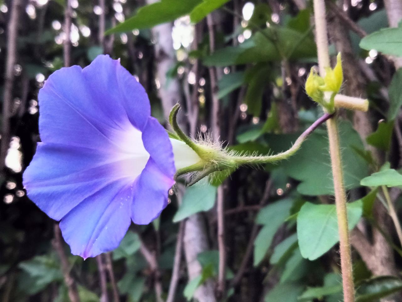 分享你手机中的花花草草打碗花。