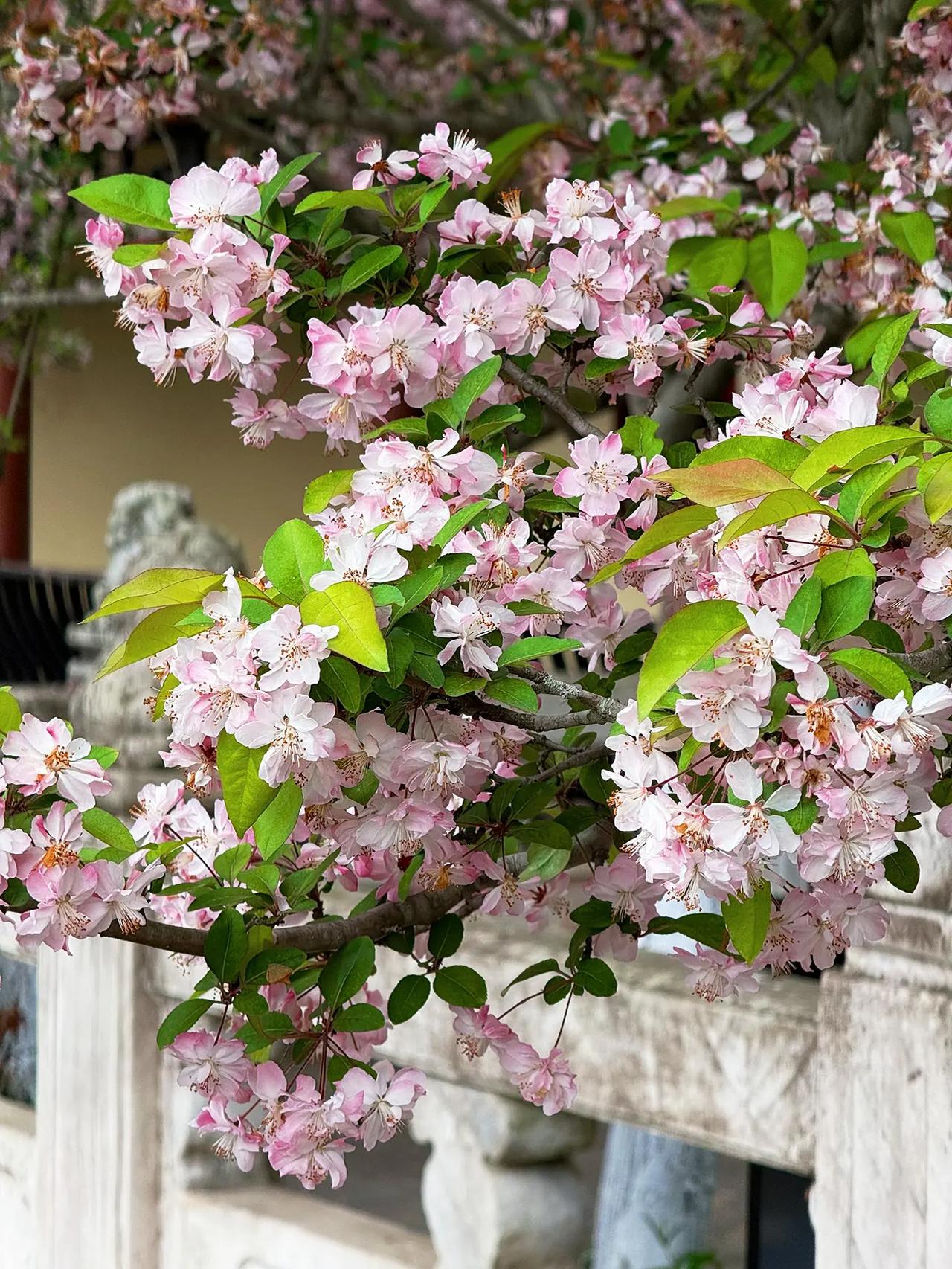 春天 摄影师镜头里的色环大片 随拍 真实生活记录 图文热点来了