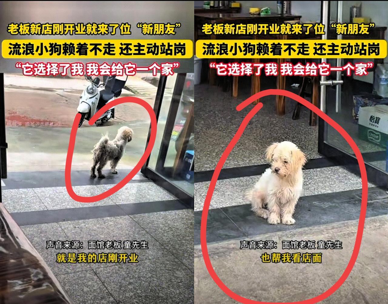 万物皆有灵性！安徽，老板新店刚开业，就来了只流浪狗，估计是闻着香味来的，赖在店门