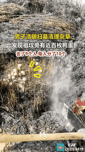 “祖宗显灵了！”江西九江，男子清明回乡给太公扫墓，清除杂草后在坟上发现成片的鸭蛋