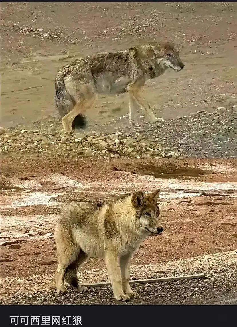 怪不得狼会进化成狗