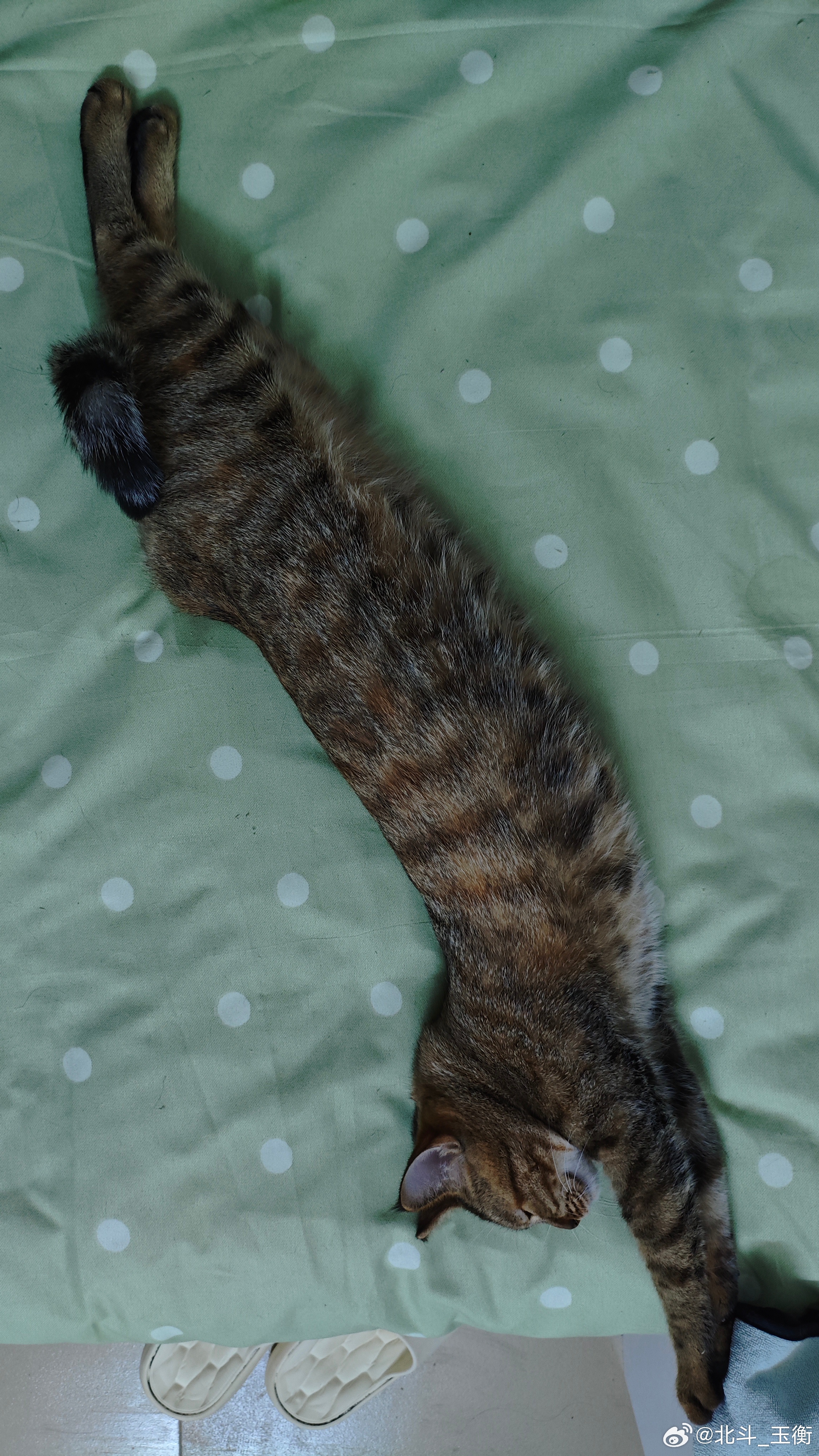 小虎牙两岁啦~图一：两个月（到家第一天）图二：一岁一个月图三：两岁整 