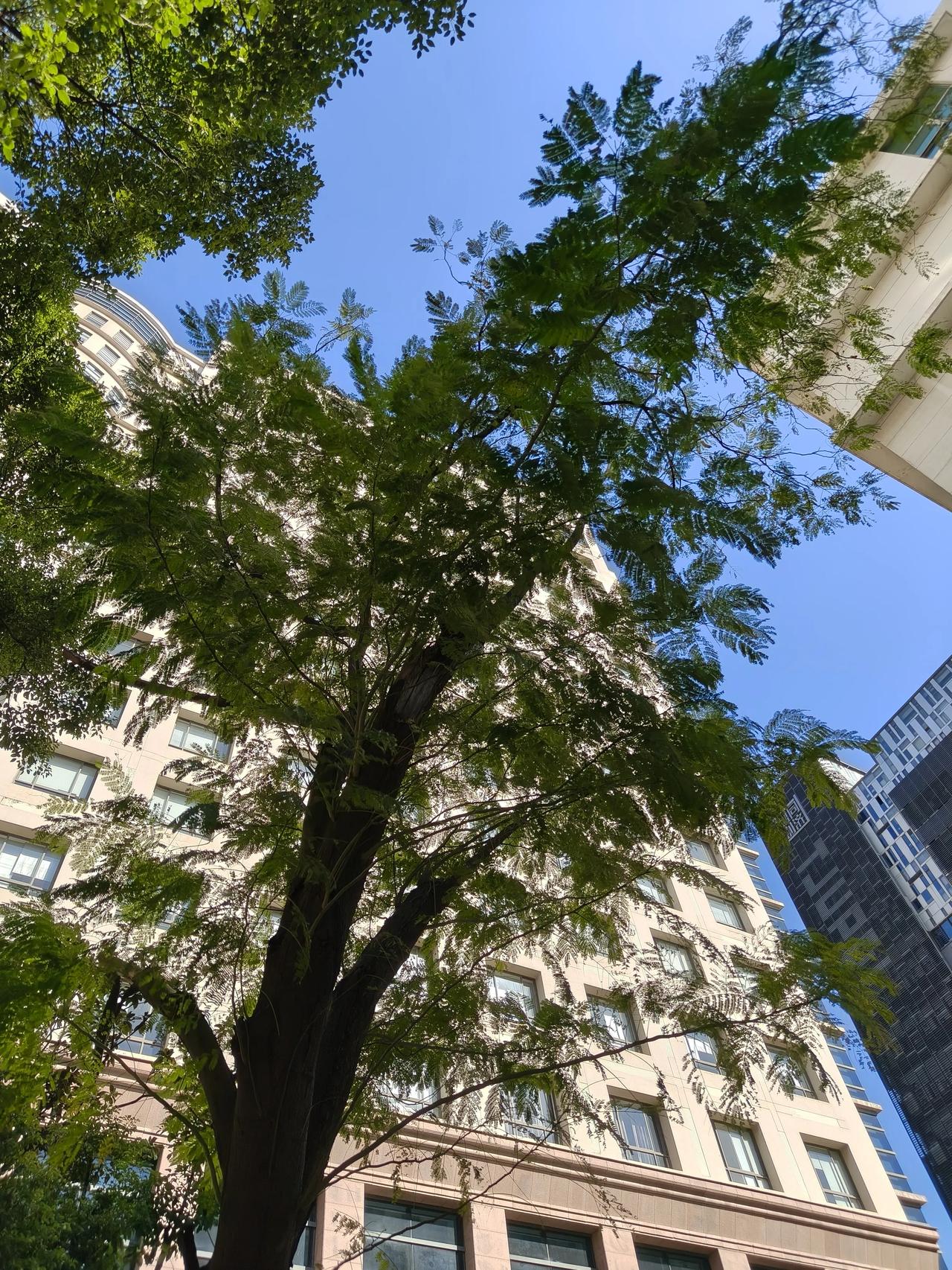 今日份天空随手拍实景图分享！

蓝天白云，心旷神怡，美不胜收

🌲🌲🌲🌲