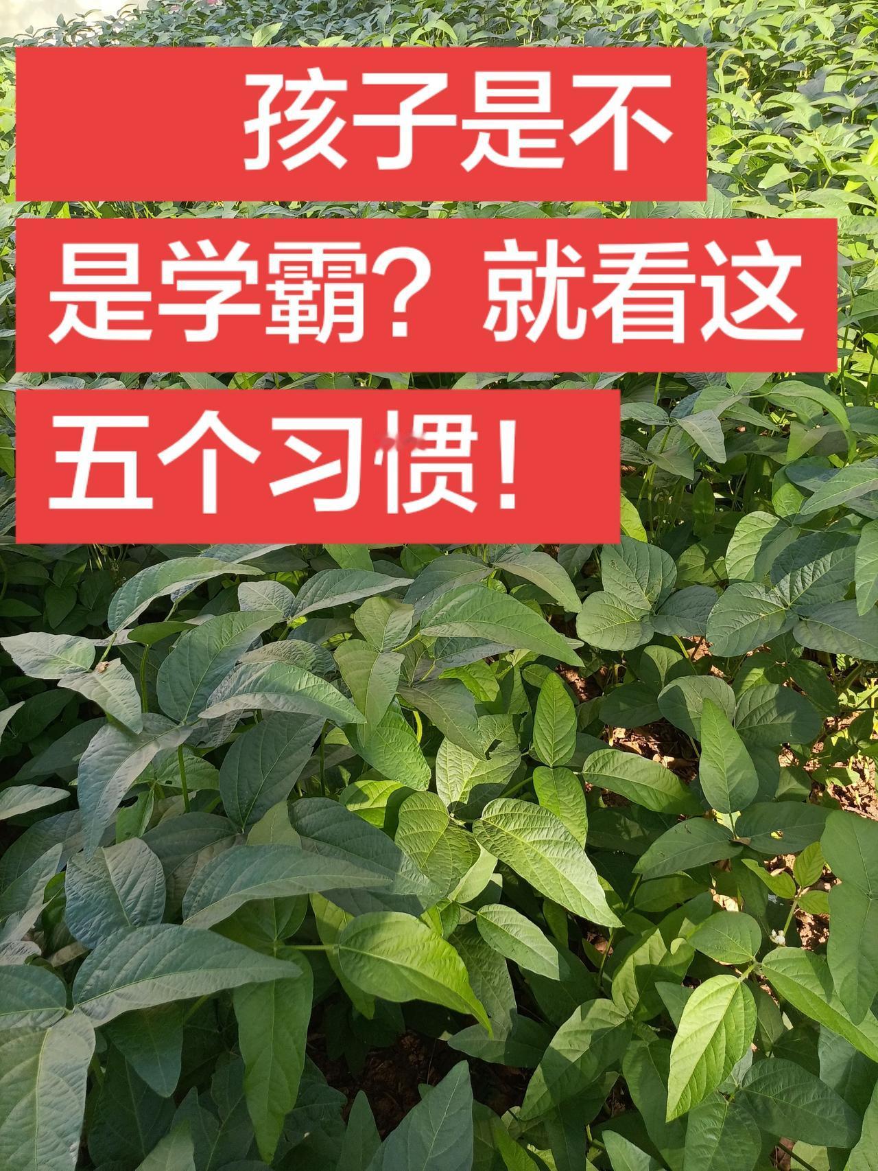 孩子是不是学霸？就看这五个习惯！其实孩子将来能不能考985/211，小学就知道，