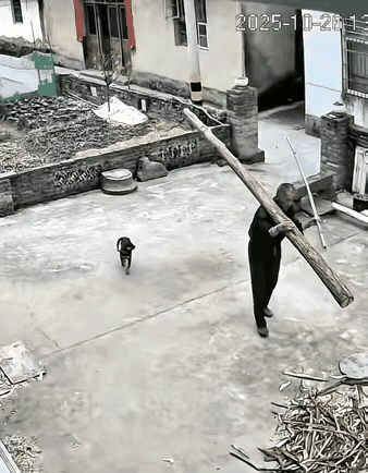 狗命:真苦啊，跟了一个主人没长眼[捂脸]差点把命都搭进去。[捂脸]