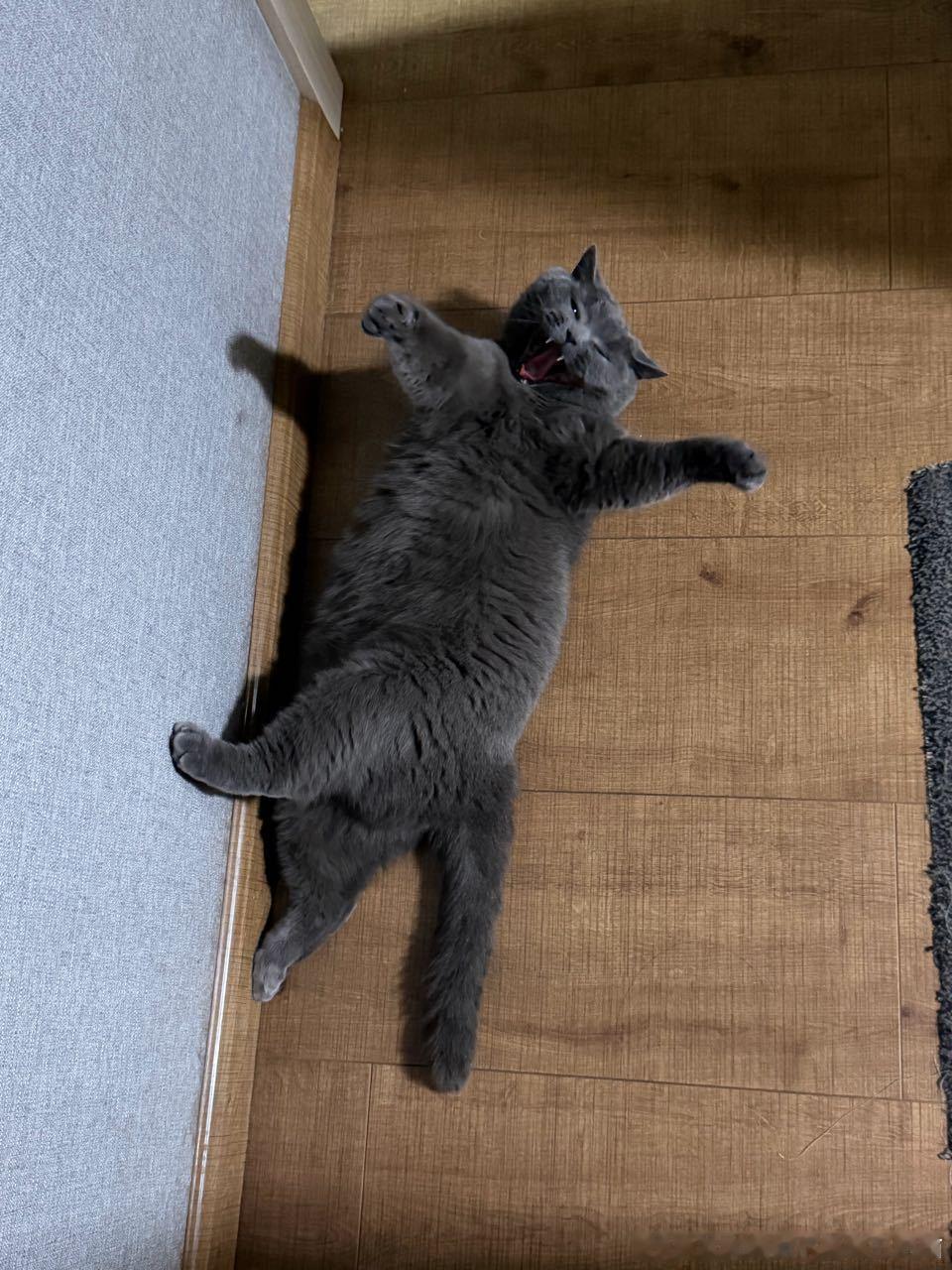 50628【丑猫】半夜躺在人的必经之路上差点被踩到被骂后就这样 